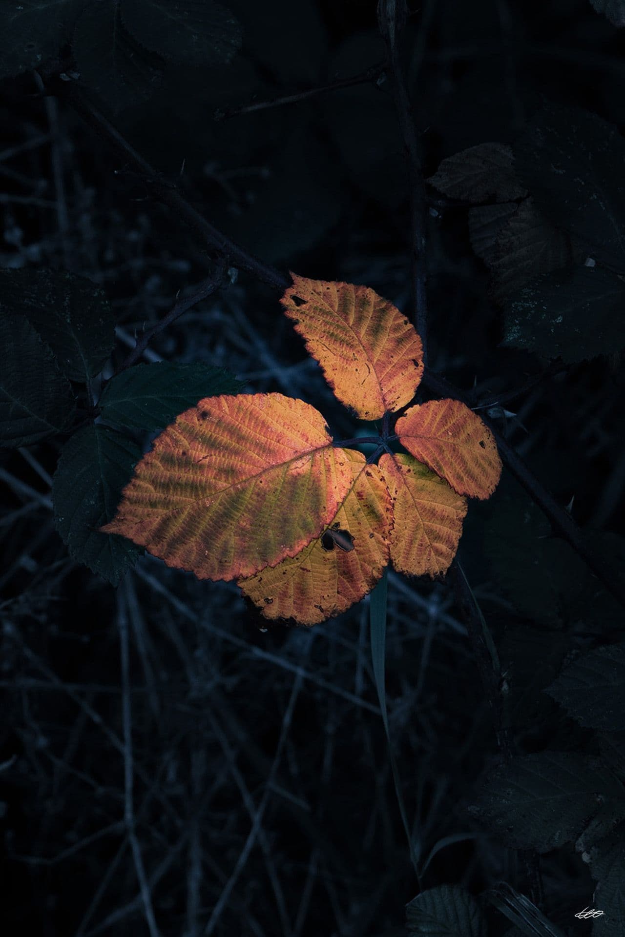 Beautifully Broken